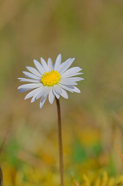 Gäseblümchen-9211-hdr-2.jpg