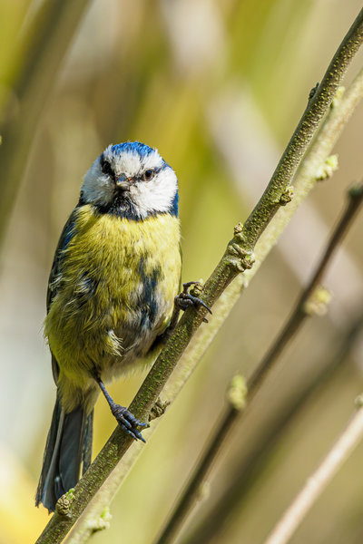 Vögel 2020_1522.jpg Vögel 2020_1522.jpg