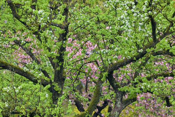 BäumemBlütenWggegenüberSL290280ENDVERSION_719x480.jpg