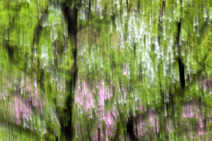 BäumemBewegungBlütenregen#1rSL290280.webp