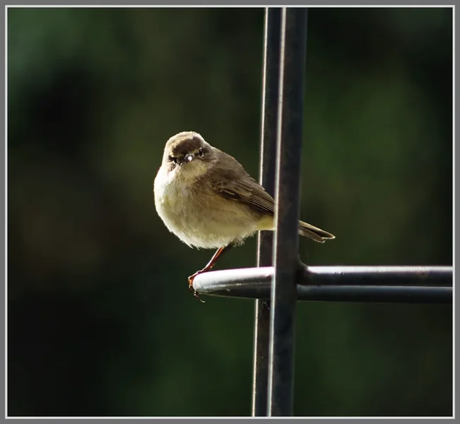 _small__IMG2096_1_DxO.JPG