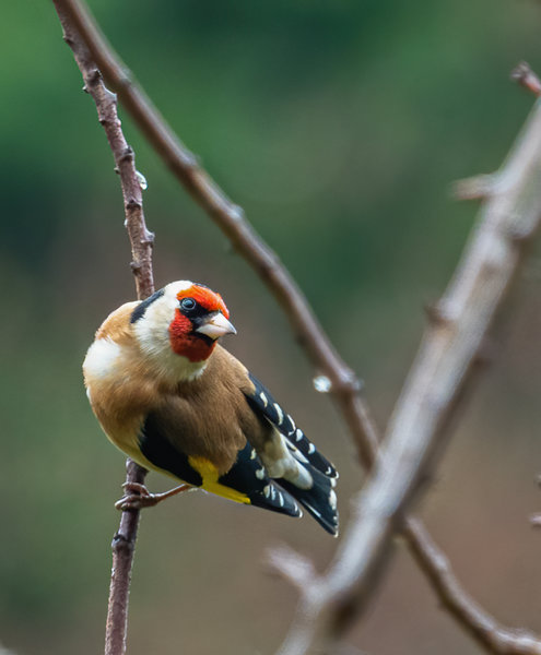 Vögel Jan. 19_020.jpg Vögel Jan. 19_020.jpg