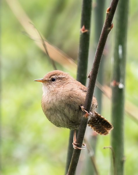 Vögel März 19_089.jpg