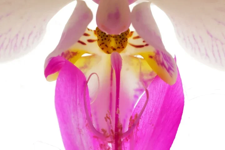 Weihnachtskaktusund OrchideeKissENGENDVERSIONRETSLL60mac_720x480.webp