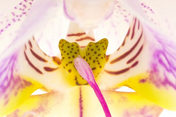 Weihnachtskaktusund OrchideeeKisssintimSL2MPe665FINMac_719x480.jpg