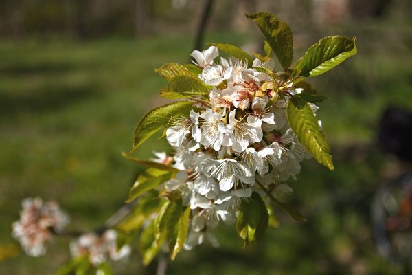 2020-04-19_AM_ KLEINEN_ SEE_CANON_70D_MG_0050.jpg 2020-04-19_AM_ KLEINEN_ SEE_CANON_70D_MG_0050.jpg