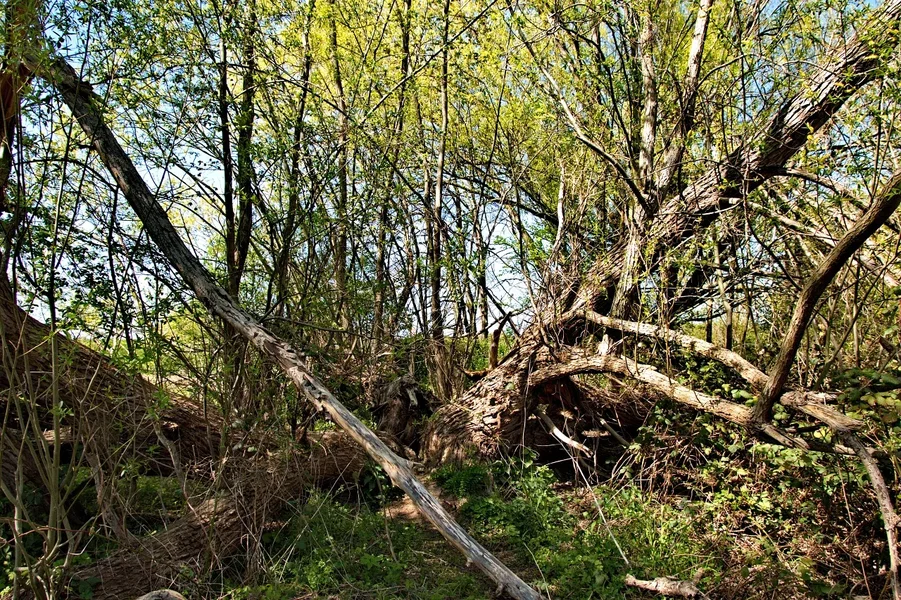 2020-04-19_AM_ KLEINEN_ SEE_CANON_70D_MG_0190.jpg