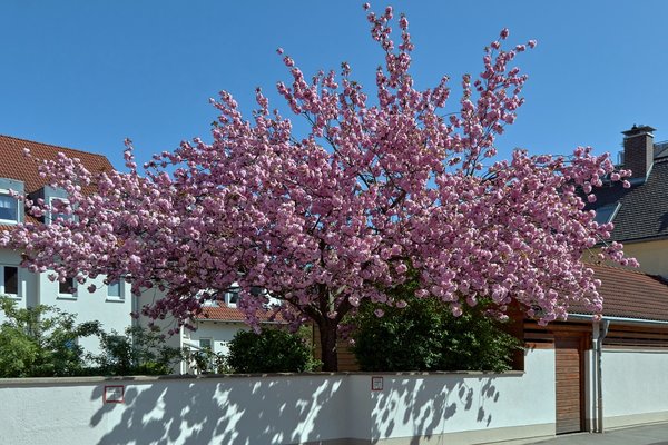 2020-04-19_BUNTER_BAUM_MG_0242.jpg