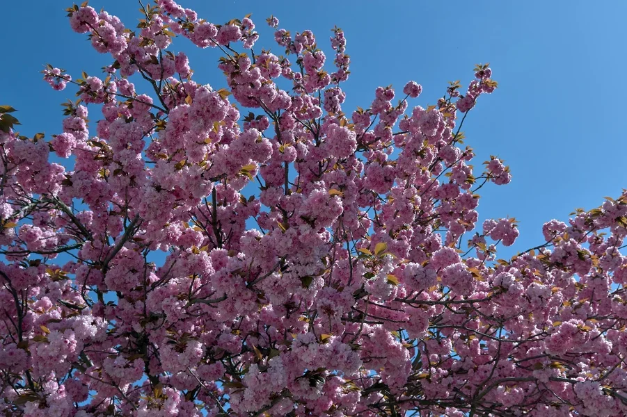 2020-04-19_BUNTER_BAUM_MG_0245.webp