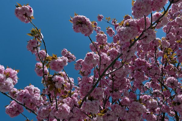 2020-04-19_BUNTER_BAUM_MG_0248.jpg