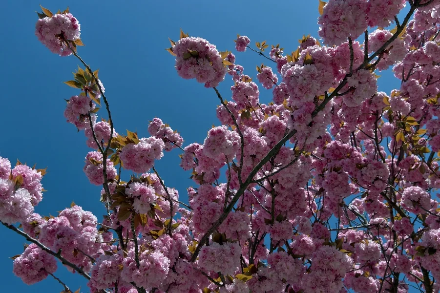 2020-04-19_BUNTER_BAUM_MG_0248.webp