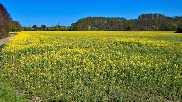 2020-04-19_AM_ KLEINEN_ SEE_CANON_70D_MG_9994.jpg