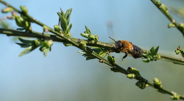 HML2020 April foP4175548.jpg