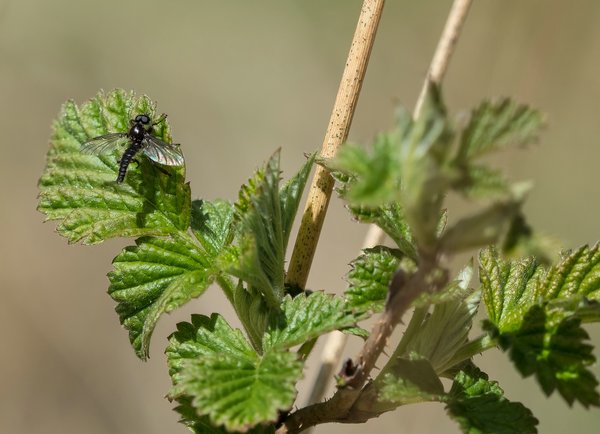 HML2020 April foP4175555.jpg