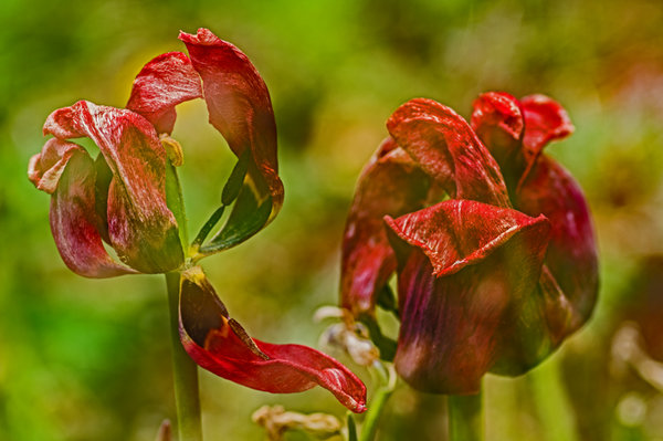 K3__9397-2.jpg