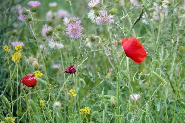 WiesenblumenMallorcaENDVERSIONFINALDENOISE_720x479.jpg
