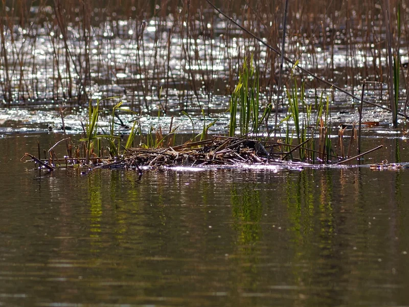 2020-04-21_NEST_GRAUGANS_4216055.webp