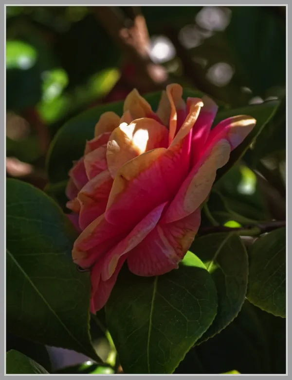 _small__IMG2233_1_DxO.webp