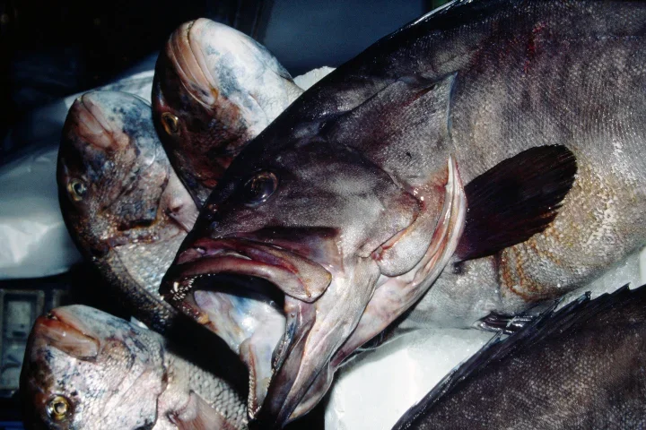 FischmgrossemMaulMallFINENDVERSIONVAR_720x480.webp