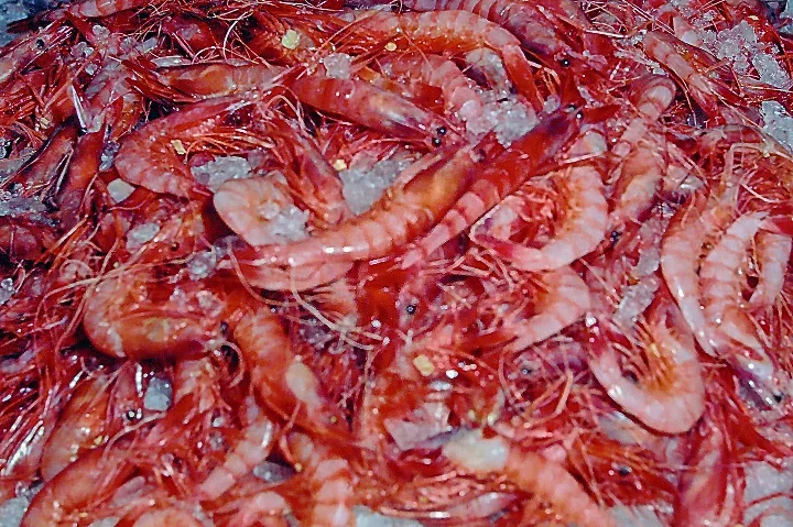RoteGarnelenaufEisMalMANBEENDVERSIONl_720x479.webp