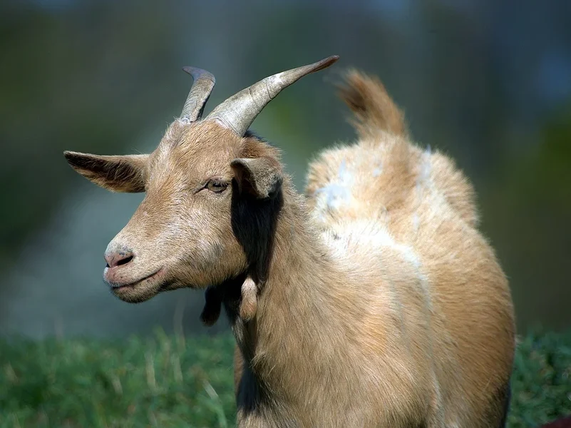 2020-04-22_ZIEGEN_UND_SCHAFESDIM0181.webp