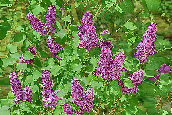 FliiederDETSL290280MANBEL_719x480.jpg