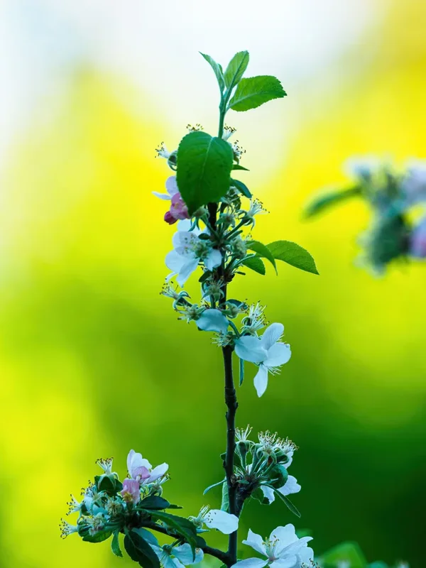 Garten 2020_142.webp Garten 2020_142.webp