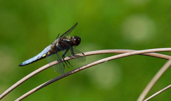 Naturschutzhof Juni 19_075.jpg