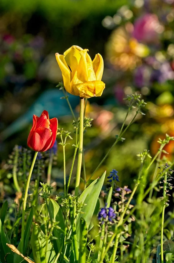 2020-04-25_TULPE_DSC9421_1.webp