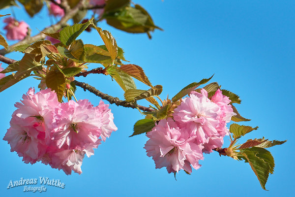 P1040134_C1.jpg