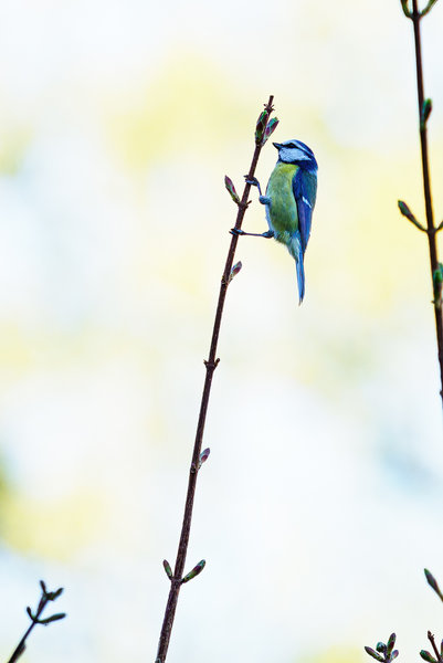 Vögel 2020_1408.jpg Vögel 2020_1408.jpg