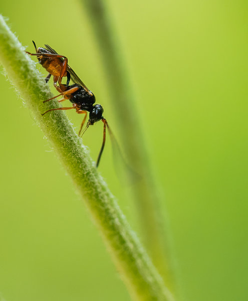 Garten Juli 2019_111.jpg