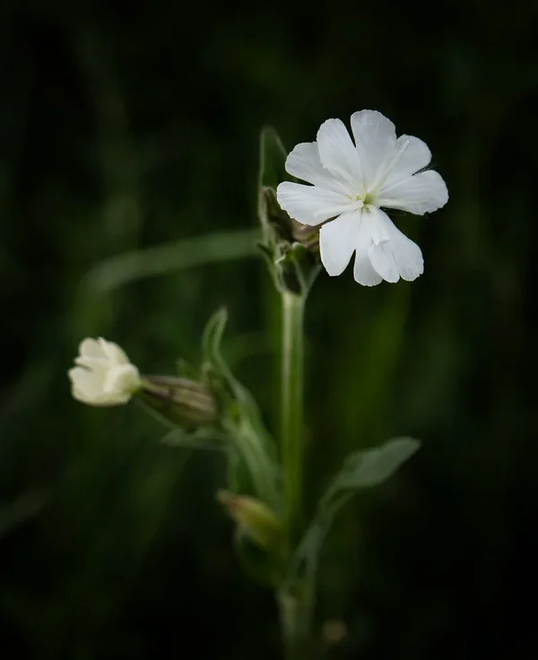 ci_PG9_5550.webp