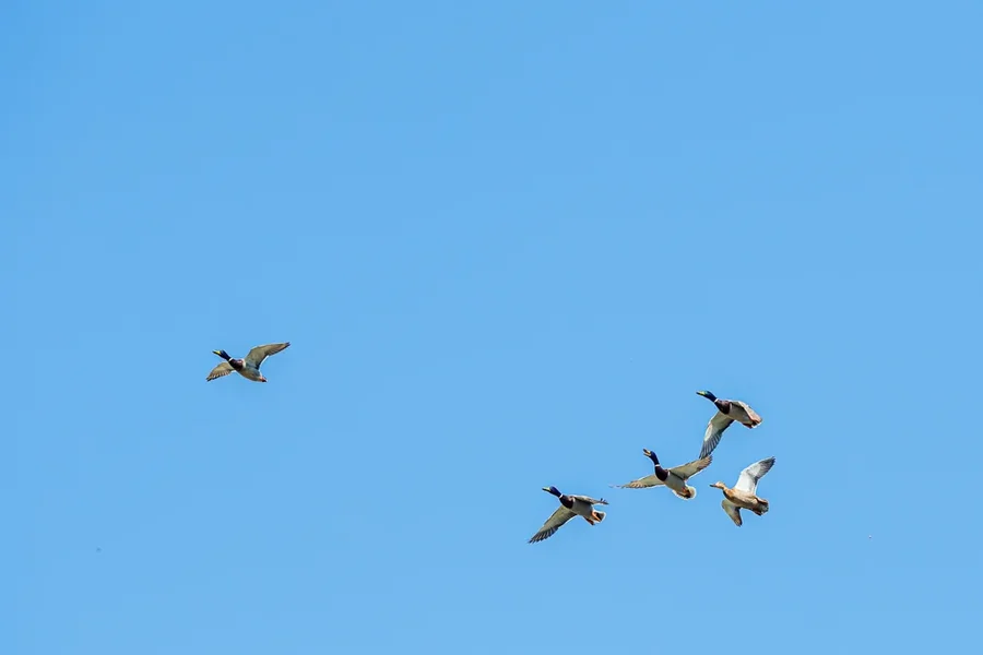 Vögel 2020_1564.webp