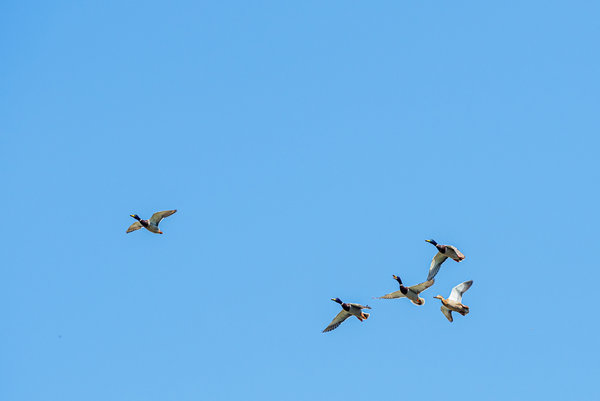 Vögel 2020_1564.jpg