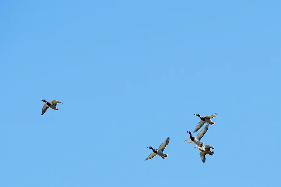 Vögel 2020_1565.webp