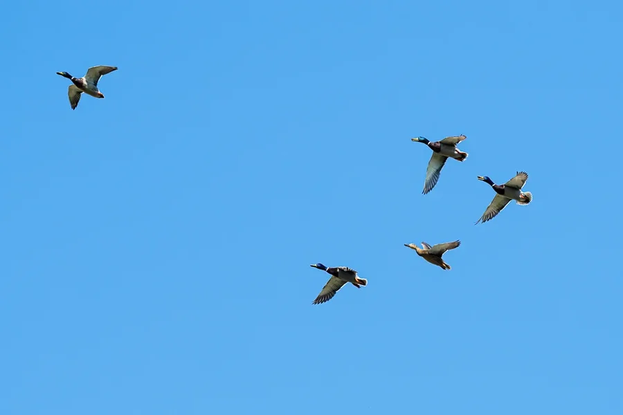 Vögel 2020_1569.webp
