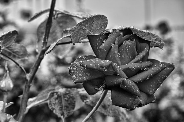 0002269_2015-06-18  ROSE.jpg