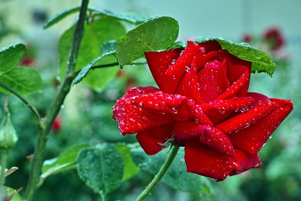 0002267_2015-06-18  ROSE.jpg