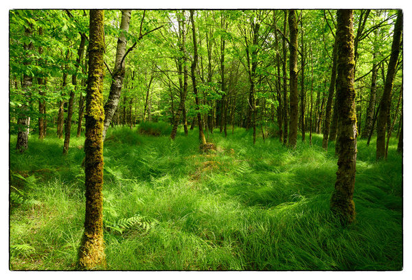 Wald.jpg