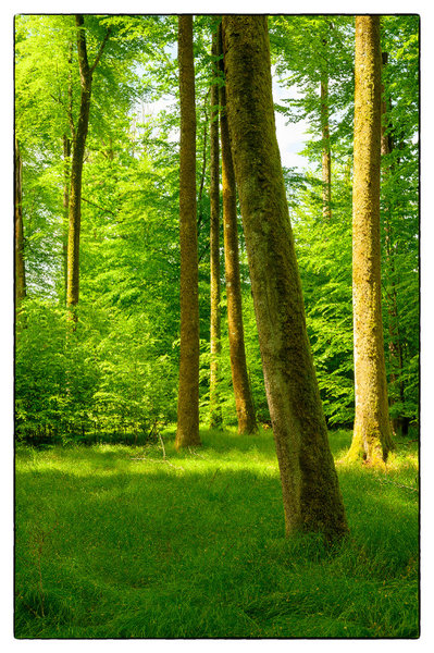Wald 2.jpg