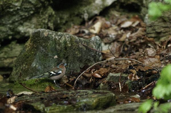 _IGP0341_DxO.jpg _IGP0341_DxO.jpg