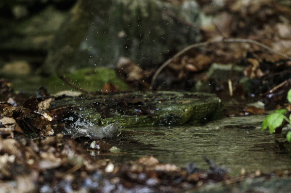 _IGP0385_DxO.jpg _IGP0385_DxO.jpg