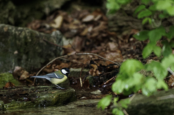 _IGP0428_DxO.jpg _IGP0428_DxO.jpg