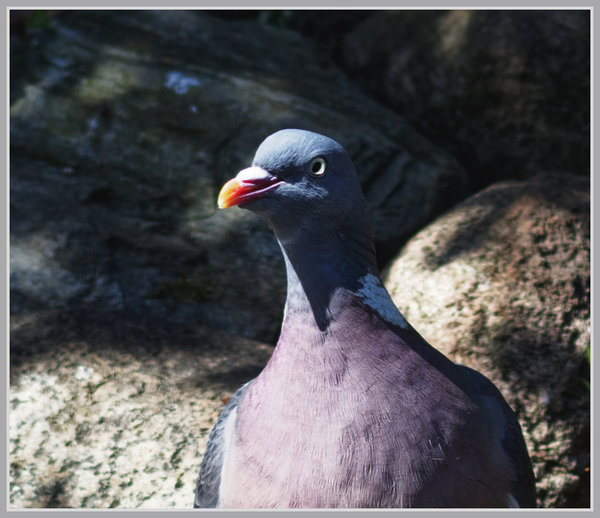 _small__IMG2500_2_DxO.JPG