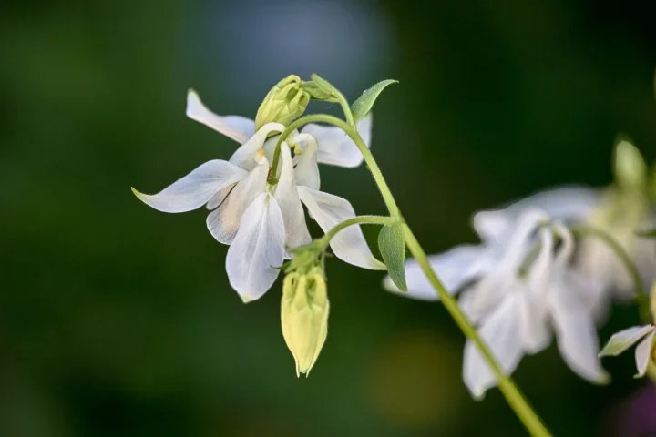 AkeleiWeiss1Blume5DIIIFINAUSFINTMPTEILVARIANTEFIN_720x480.webp