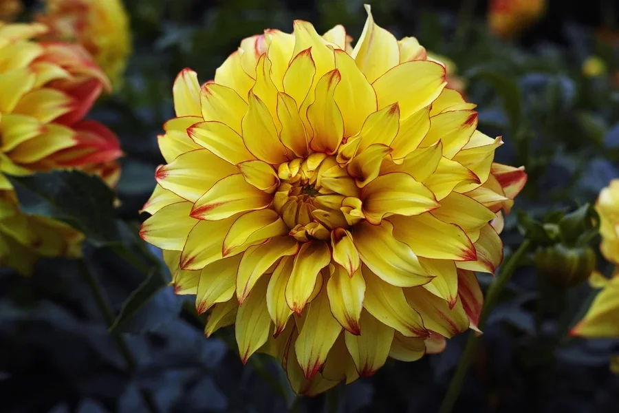 DP2Q1209.webp