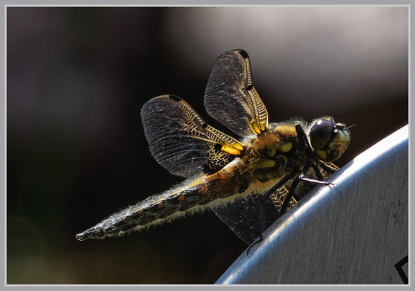 _small__IMG2509_1_DxO.JPG
