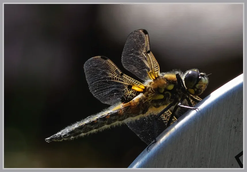 _small__IMG2509_1_DxO.webp