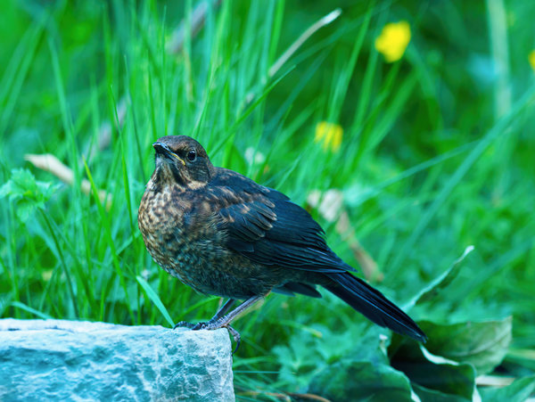 Vögel 2020_1701.jpg